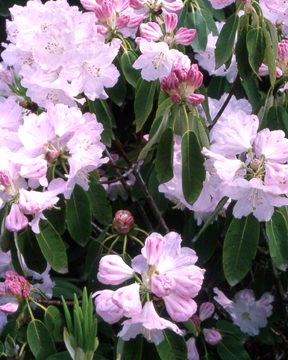 Rhododendron vernicosum (acc 79/152) Photo by Keith White