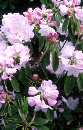 Rhododendron vernicosum (acc 79/152) Photo by Keith White