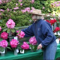Seattle Rhododendron Society