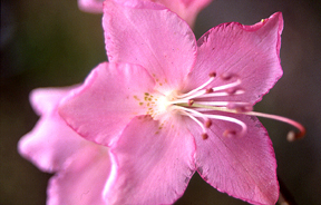 R. albrechtii