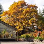 "The Rutherford Conservatory is framed by fall color" by Dennis Bottemiller
