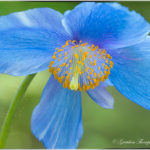 Meconopsis ‘Lingholm by GretchenThompson