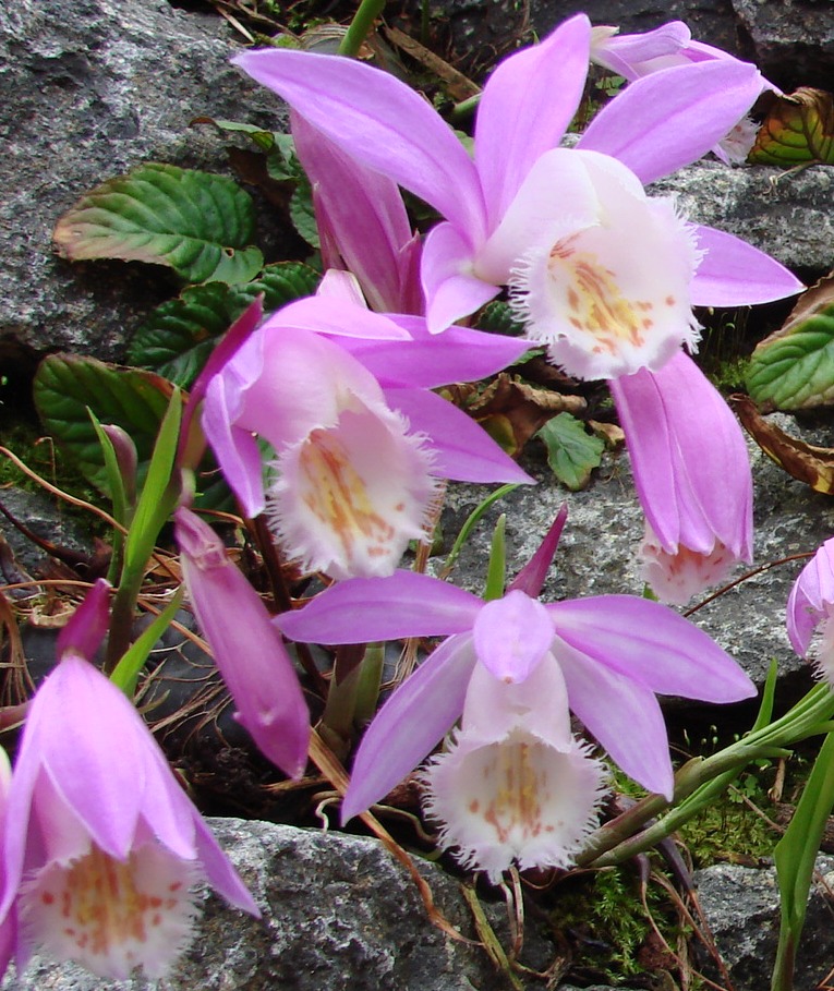 pleione orchid