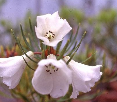 Rhododendron taxifolium