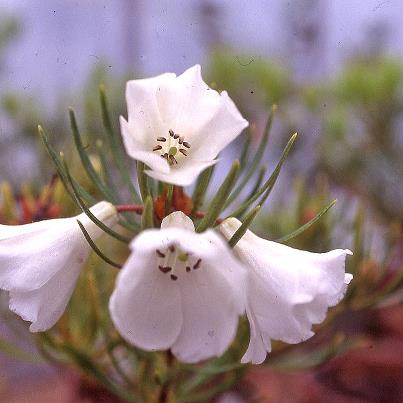 Rhododendron taxifolium