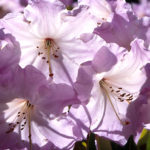 "Rhododendron fortunei" by Gary Darby