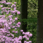 "Rhododendron davidsonianum" by Gary Darby