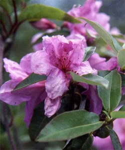 zaleucum