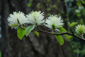 Fothergilla major