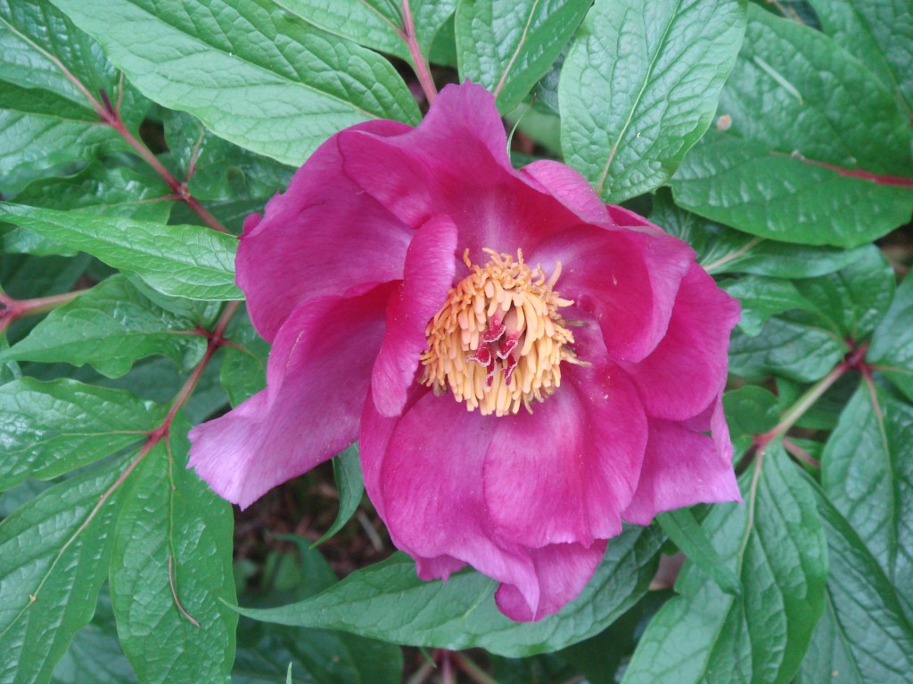 Paeonia_mairei_SEH#_RSF_5-010