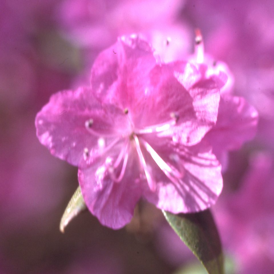 R. dauricum ‘Midwinter’ – Rhododendron Species Botanical Garden