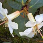 Rhododendron superbum