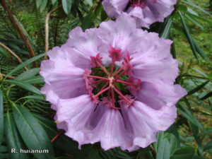 Rhododendron huanum