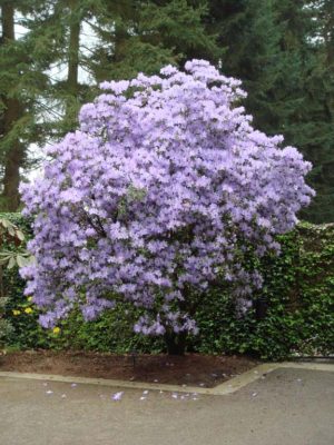 Rhododendron augustinii ssp. augustinii 'Electra'