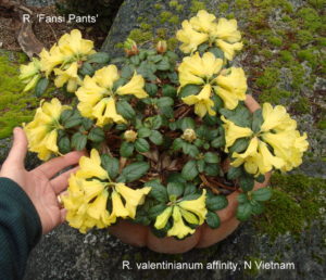 Rhododendron valentinioides affinity DJHMV#106 101sd2007