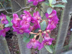 Rhododendron baileyi 1975/035