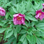 Paeonia mairei SEH# RSF