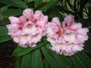 Rhododendron calophytum var. calophytum CDHM#14640