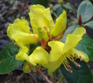 Rhododendron chrysodoron ex. CCHH#8116 130sd2012