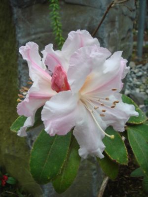 Rhododendron ciliicalyx Charisma KW#20280 1982/013