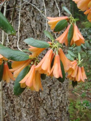 Rhododendron cinnabarinum ssp. xanthocodon (Concatenans Group) LS&T#6560 1980/078