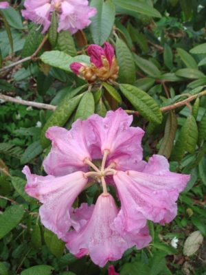 Rhododendron coeloneuron PW#009 230sd1995