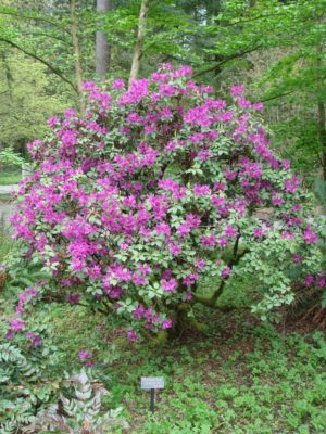 Rhododendron concinnum JN# 116sd2009