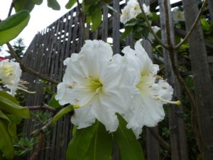 Rhododendron decorum ssp. diaprepes JN#11074 209sd2012