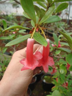 Rhododendron dielsianum 1985/022