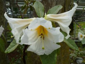 Rhododendron excellens NVD#018 194sd2007