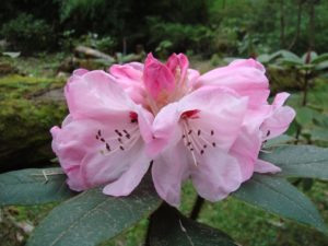 Rhododendron habrotrichum RSBG