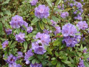 Rhododendron hippophaeoides 161sd2019