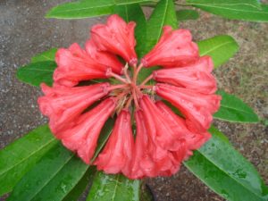 Rhododendron kyawii/facetum JN#11066 260sd2012