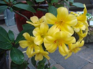 Rhododendron laetum