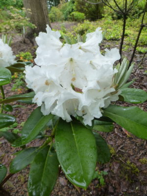 Rhododendron 'Glendoick Vanilla'