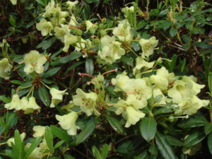 Rhododendron 'Merganser'