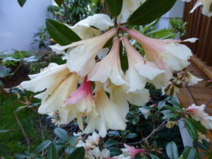 Rhododendron 'Moon Orchid'