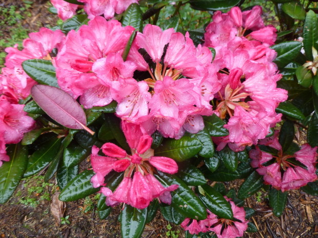 ‘Wine & Roses’ – Rhododendron Species Botanical Garden