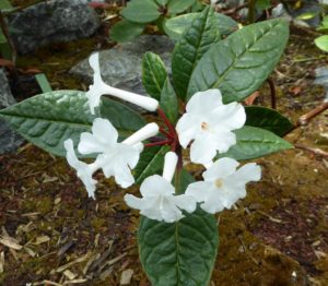 Rhododendron alborugosum