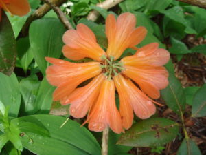 Rhododendron cinnabarinum 116sd2007