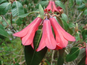 Rhododendron cinnabarinum ssp. cinnabarinum (Roylei Group) 'Vin Rose'