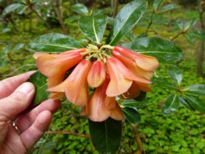 Rhododendron cinnabarinum ssp. xanthocodon (Concatenans Group) 264sd2010