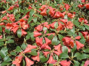 Rhododendron cinnabarinum ssp. xanthocodon (Concatenans Group) 1982/161