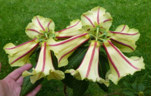 Rhododendron dalhousiae var. rhabdotum 1983/077