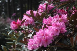 Rhododendron degronianum ssp. heptamerum var. hondoense 203sd2011