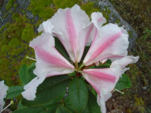 Rhododendron dendricola ("taronense") 'Taron Temptation' 2013/490