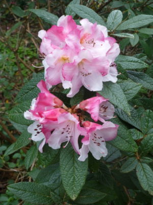 Rhododendron edgeworthii 1965/383