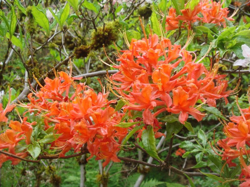 Rhododendron flammeum HTS#353B 1976/286 – Rhododendron Species