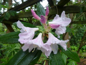 Rhododendron fortunei ssp. fortunei 186sd2010