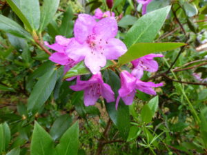 Rhododendron heliolepis CNW#974 1996/258